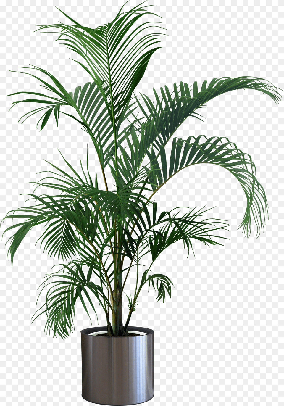 Plants Plant Flowerpot Gardening Houseplant Indoor Background Potted Plant, Jar, Palm Tree, Planter, Potted Plant Free Transparent Png
