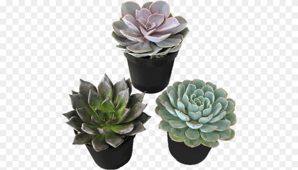 Plants Plant Succulent Succulents Cactus Cacti Emma Chamberlain Inspired Outfits, Potted Plant, Jar, Planter, Pottery Free Png