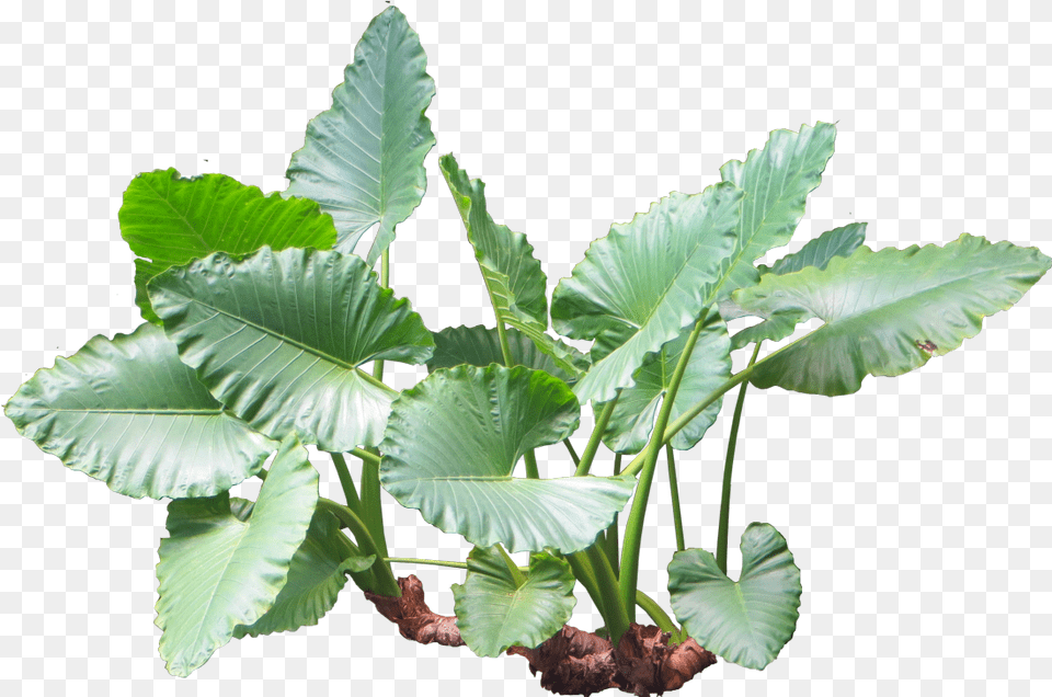 Plants Plant Tropical Jungle Nature Taro Plant, Leaf, Tree, Herbal, Herbs Free Transparent Png
