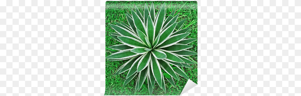 Plants Top View, Agavaceae, Plant Png Image