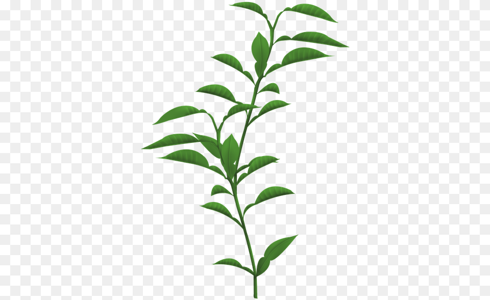 Plants Transparent Background, Green, Herbal, Herbs, Leaf Png Image