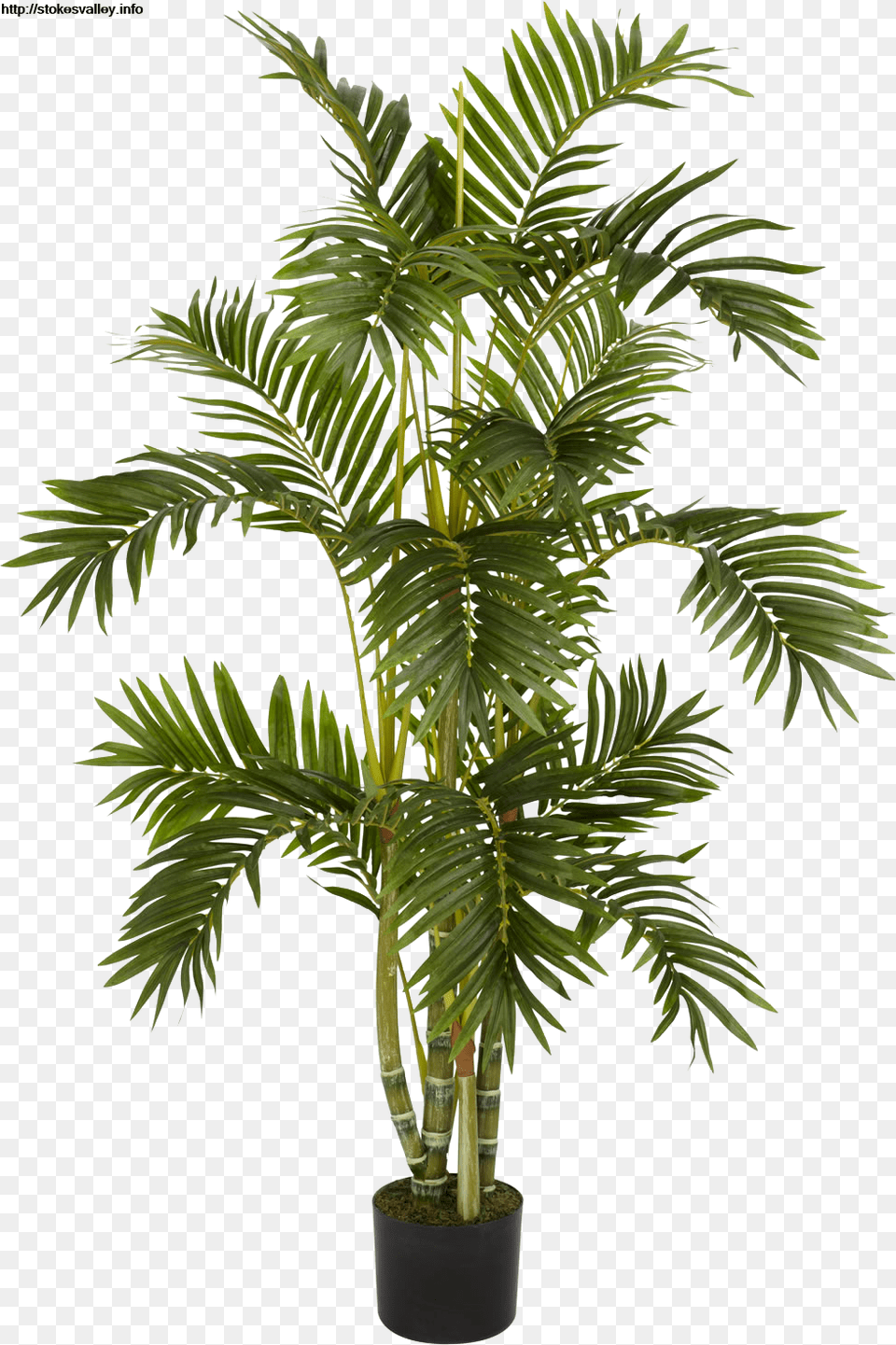 Plants Transparent Free Images Only Best Large Palm Plant Transparent, Leaf, Palm Tree, Tree Png