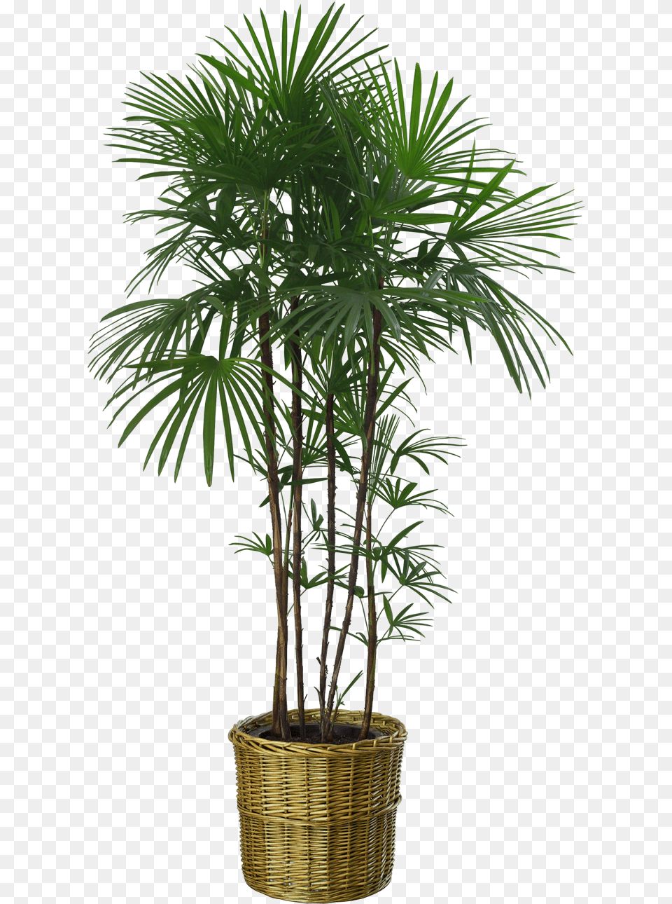 Plants Images Background Plant, Palm Tree, Potted Plant, Tree, Leaf Free Transparent Png