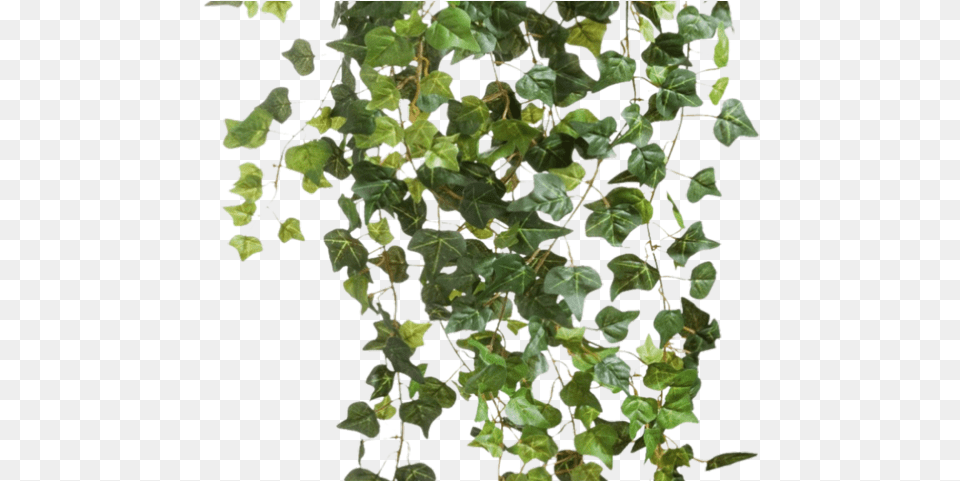 Plants Transparent Ivy, Plant, Vine, Leaf Png Image
