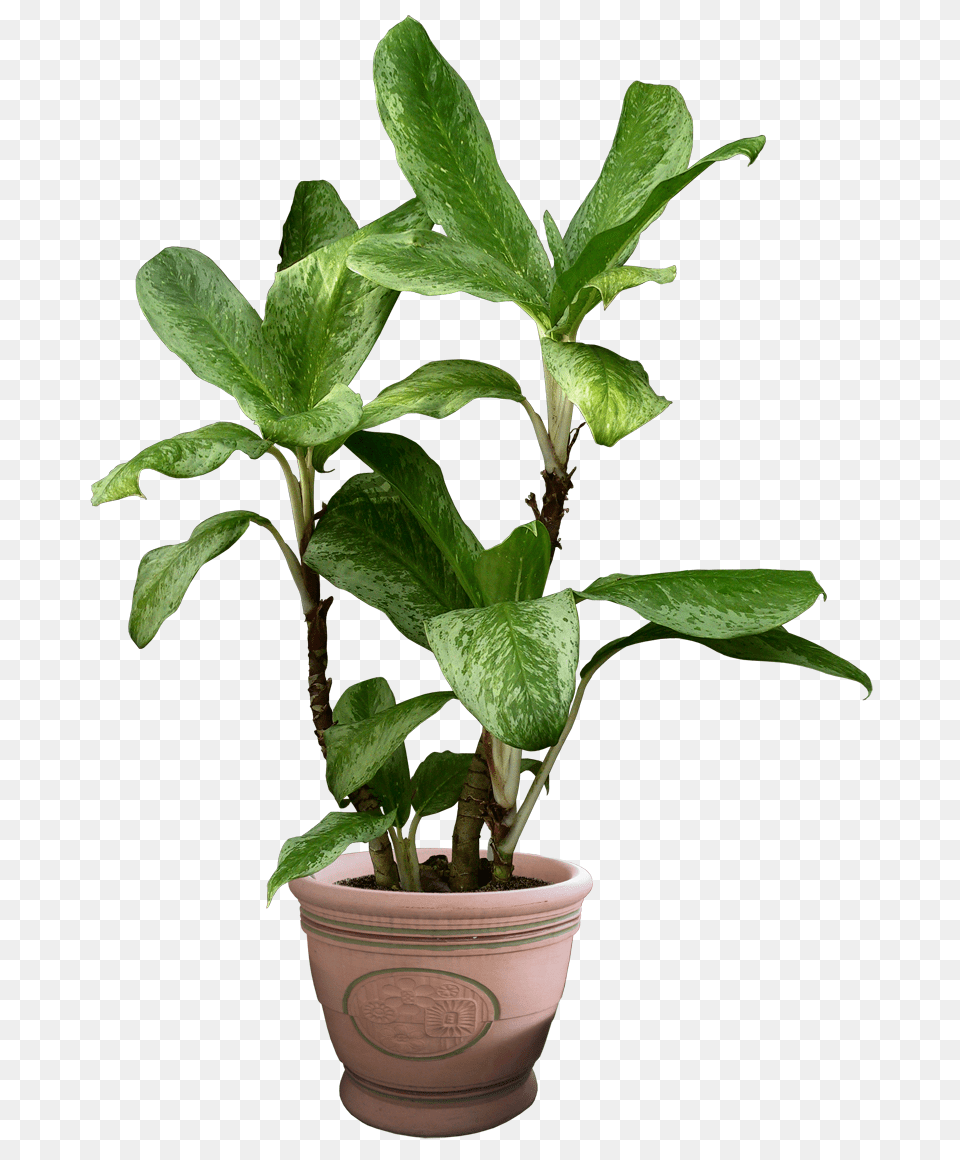 Plants Transparent Pictures, Leaf, Plant, Potted Plant, Flower Png Image