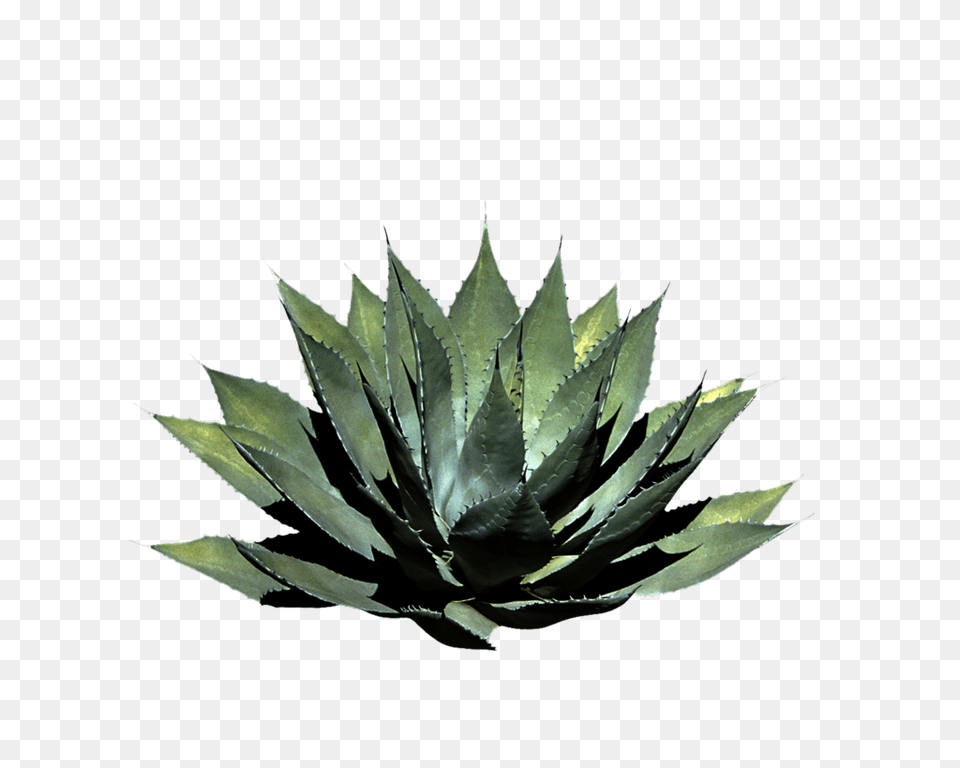 Plants Transparent Pictures, Plant, Aloe Free Png