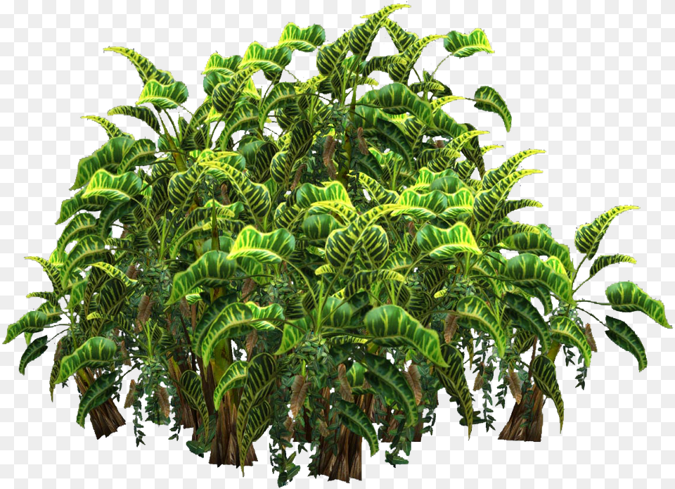 Plants Transparent Top View Transparent Jungle Plants, Fern, Green, Leaf, Plant Png Image