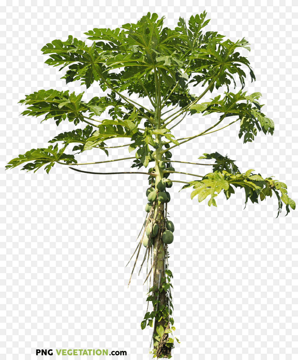 Plants Trees Plant Png Image