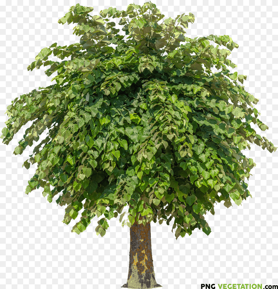 Plants Trees Tree Cutout Png