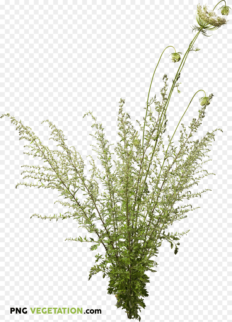 Plants Trees Wild Plant, Gray Free Png Download