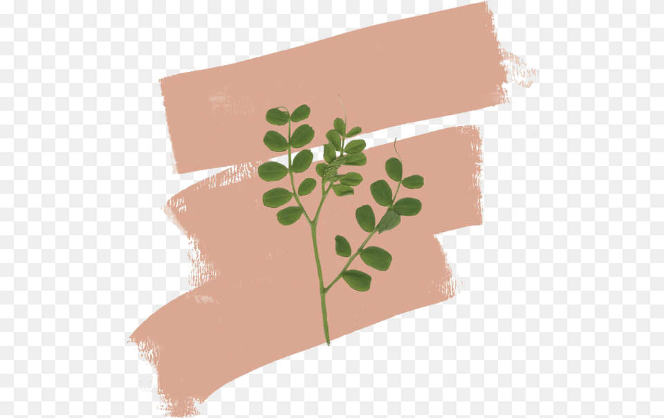 Plants Tumblr Text Paper, Herbs, Plant, Herbal, Leaf Free Transparent Png