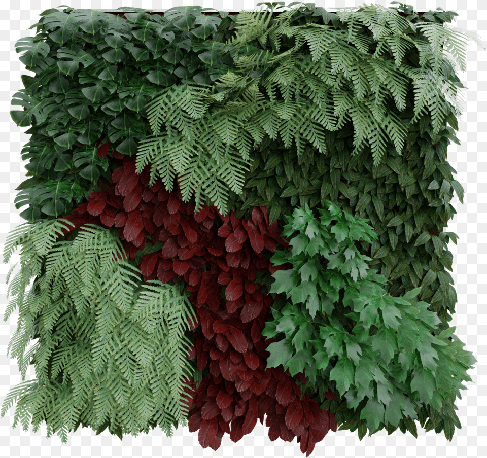 Plants Wall Maple Leaf, Fern, Plant, Vegetation, Tree Png