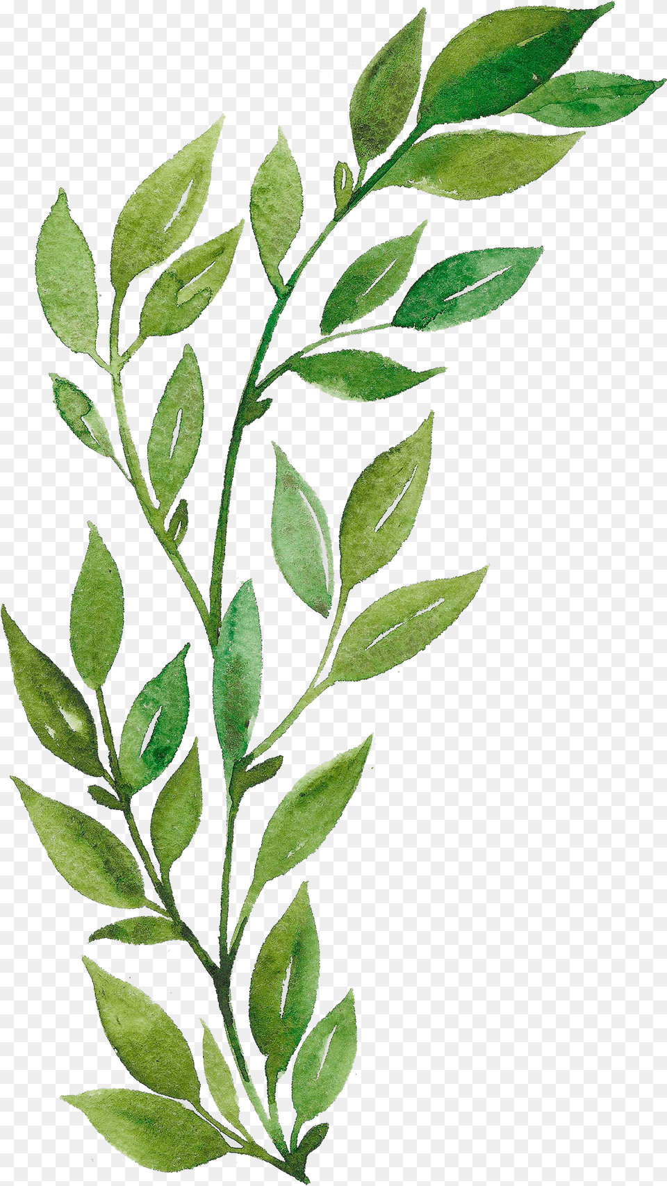Plants Watercolor Leaves Painting, Herbal, Plant, Leaf, Herbs Png Image