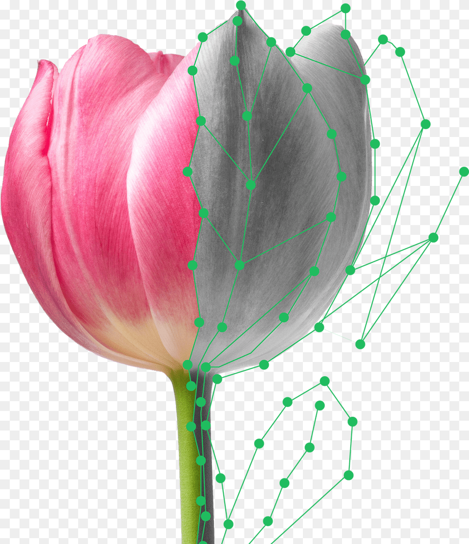 Plantsnap Is The Most High Tech Comprehensive And Tulip, Flower, Petal, Plant, Rose Png Image