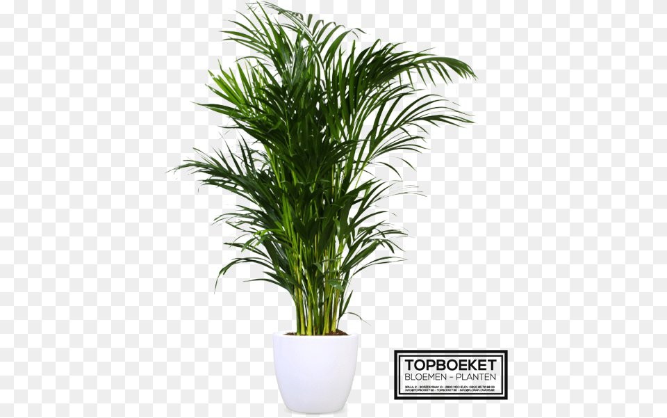 Plantsome, Palm Tree, Plant, Potted Plant, Tree Png Image