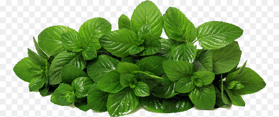 Planttatsoibasilfines Basilperennial Plant Mint, Herbs, Leaf Free Transparent Png