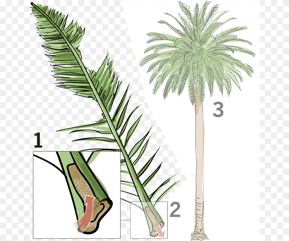 Planttreepalm Plantbotanywoody Stemflowering Plantdate Dying Palm Tree, Palm Tree, Plant, Vegetation, Clothing Png Image