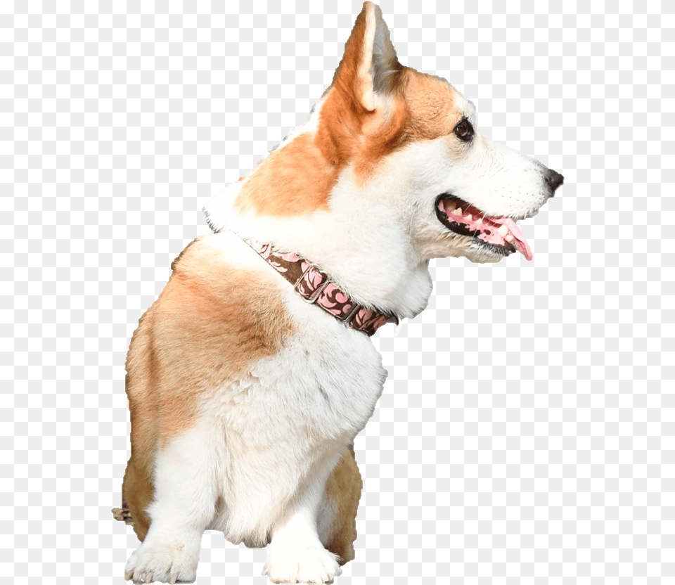 Plasmetrix Surface Plasmon Resonance Portable Devices Norwegian Lundehund, Accessories, Animal, Canine, Dog Free Transparent Png