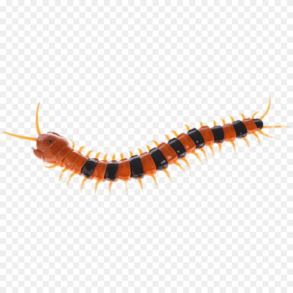 Plastic Centipede, Animal, Insect, Invertebrate, Worm Png Image