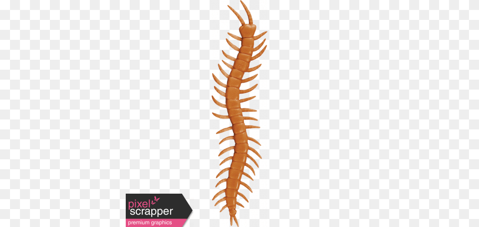 Plastic Centipede Toy Graphic, Animal, Insect, Invertebrate Free Transparent Png