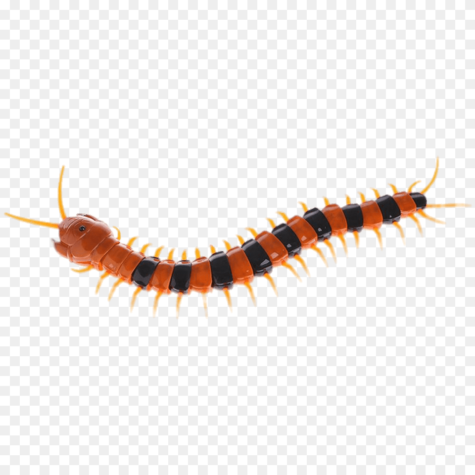 Plastic Centipede Transparent, Animal, Insect, Invertebrate, Worm Free Png