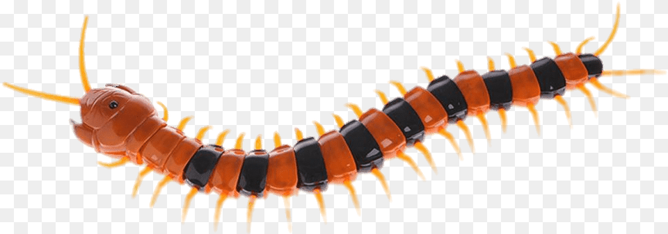 Plastic Centipede Transparent Centipedes, Animal, Insect, Invertebrate, Worm Free Png
