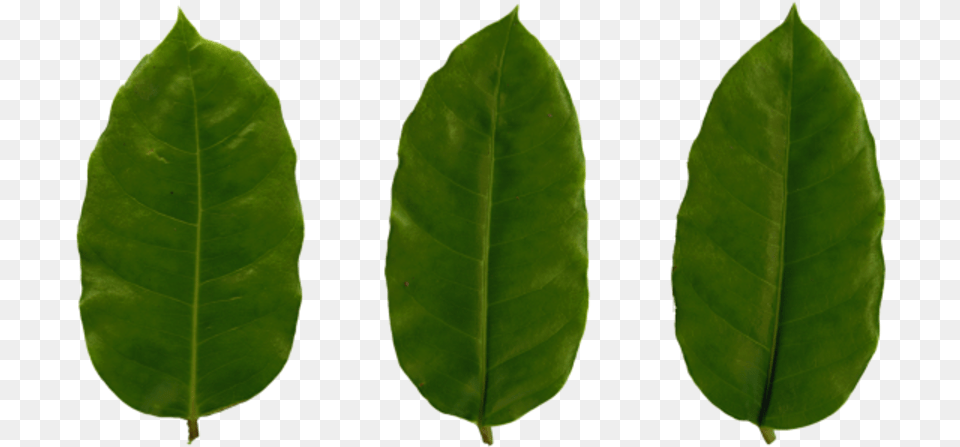 Plastic Texture, Leaf, Plant Png Image