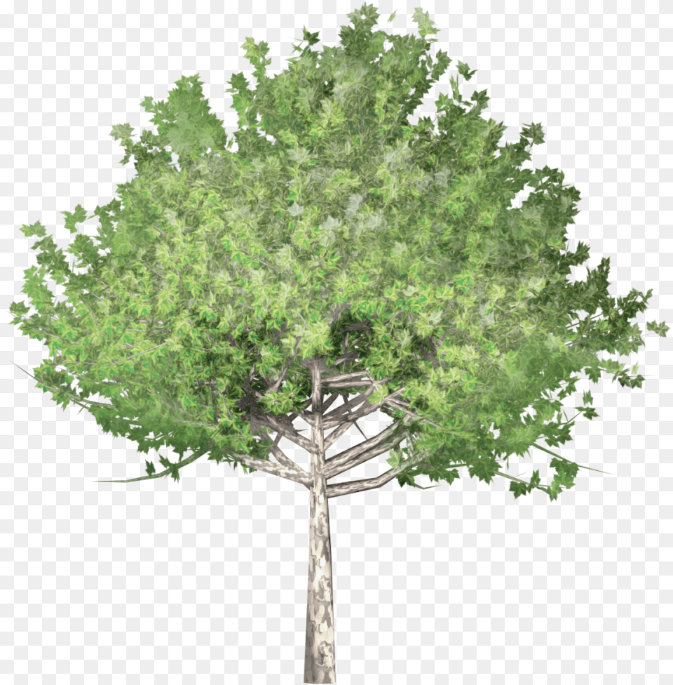 Platane Tree, Oak, Plant, Sycamore, Vegetation Free Png