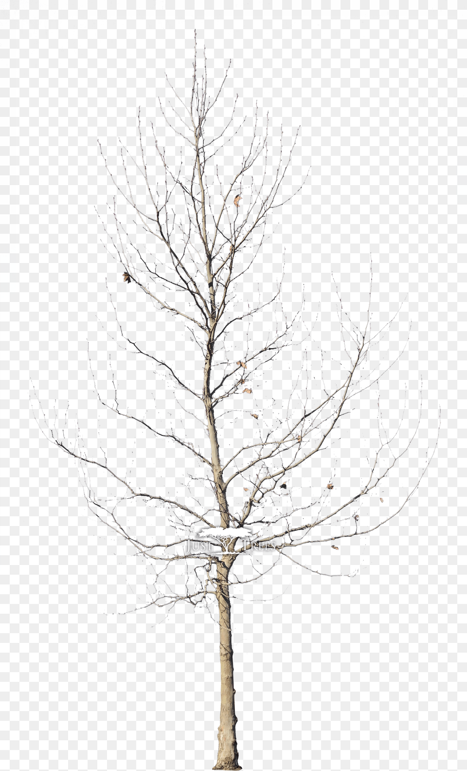 Platanus Acerifolius London Plane Tree Winter, Nature, Night, Outdoors, Plant Png