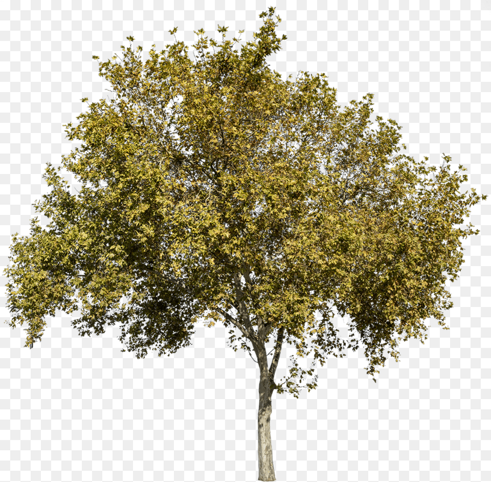 Platanus Occidentalis, Maple, Oak, Plant, Sycamore Free Transparent Png