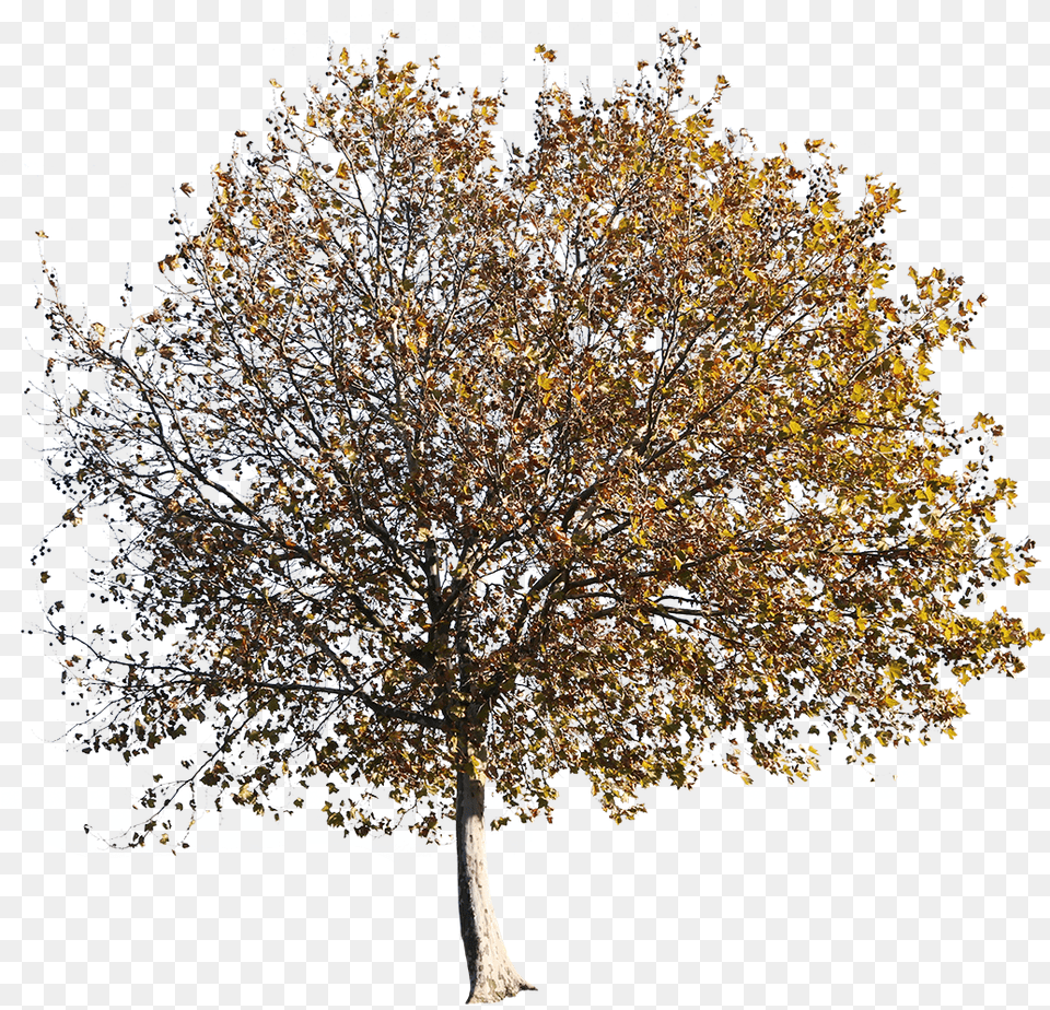 Platanus Occidentalis Autumn, Oak, Plant, Sycamore, Tree Free Png Download
