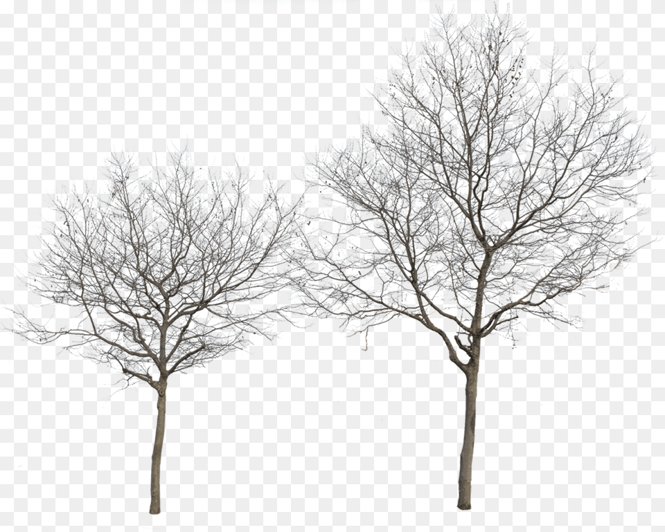 Platanus Occidentalis Group Winter Winter Tree Cut Out, Frost, Ice, Nature, Outdoors Png Image