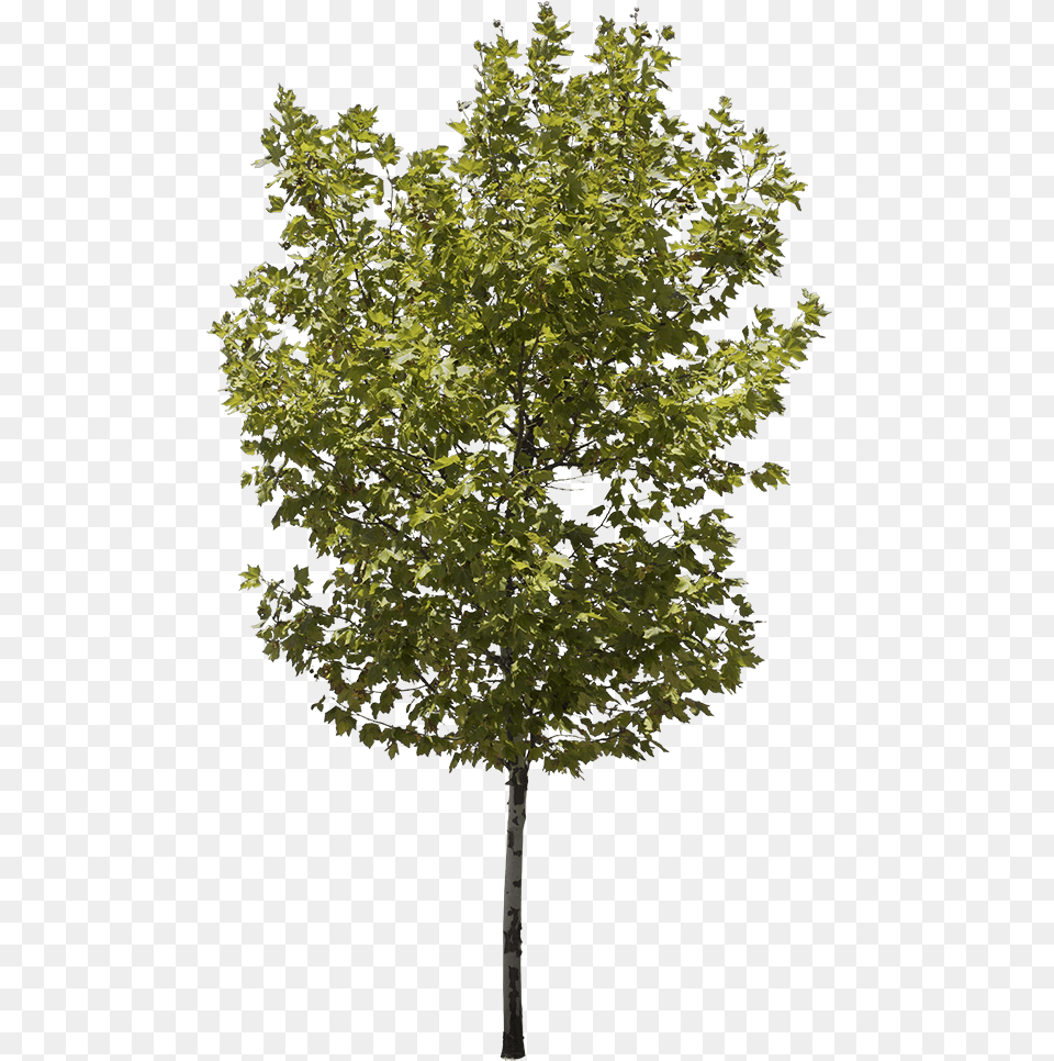 Platanus Occidentalis Iii Plane Trees, Leaf, Maple, Plant, Tree Free Transparent Png