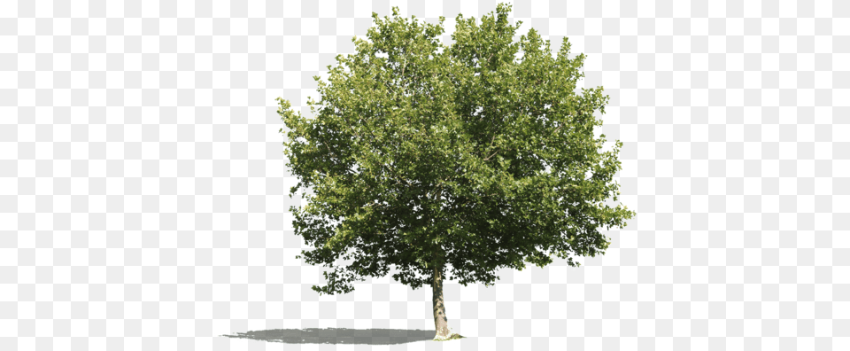Platanus Occidentalis Iv Oak Tree No Background, Plant, Sycamore, Maple Free Transparent Png