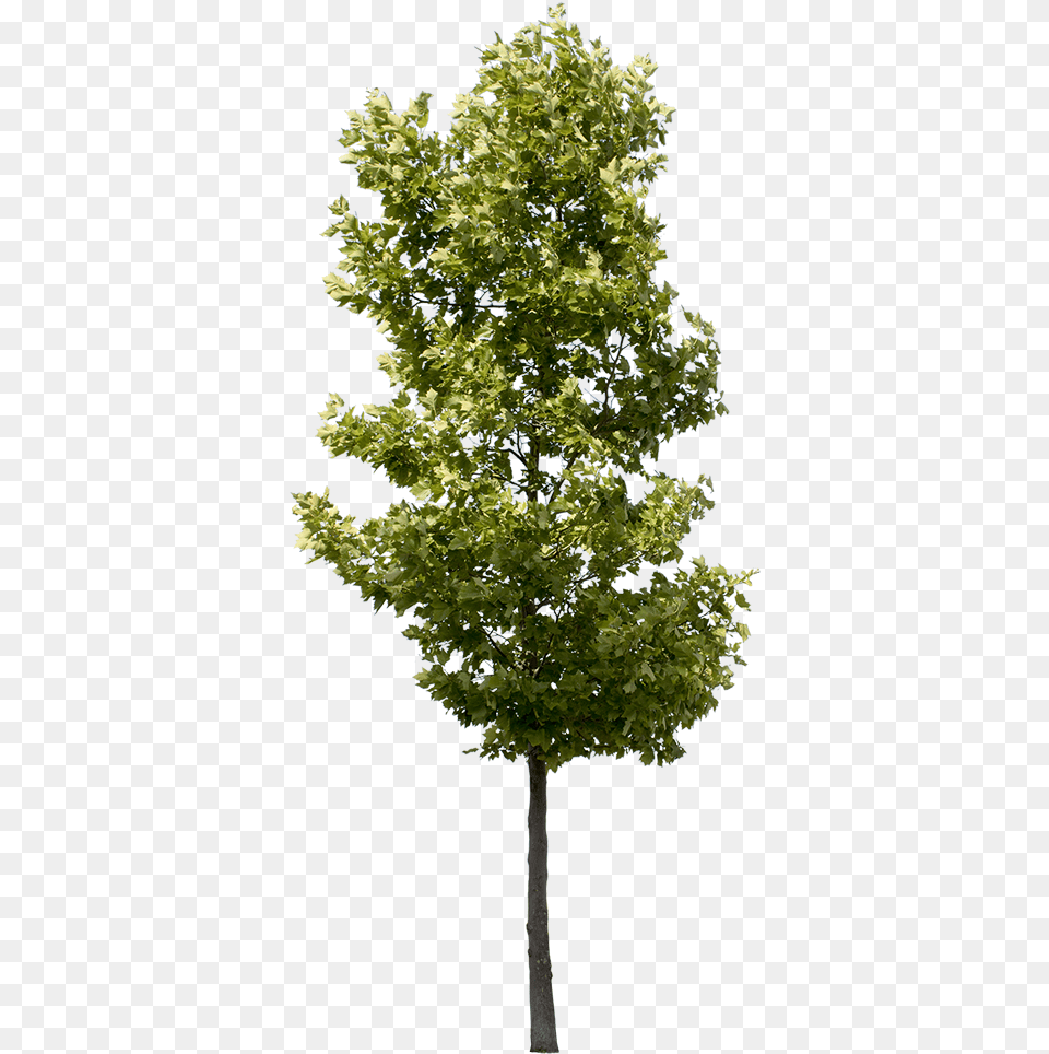 Platanus Occidentalis Small Transparent Background Tree, Leaf, Maple, Oak, Plant Free Png Download