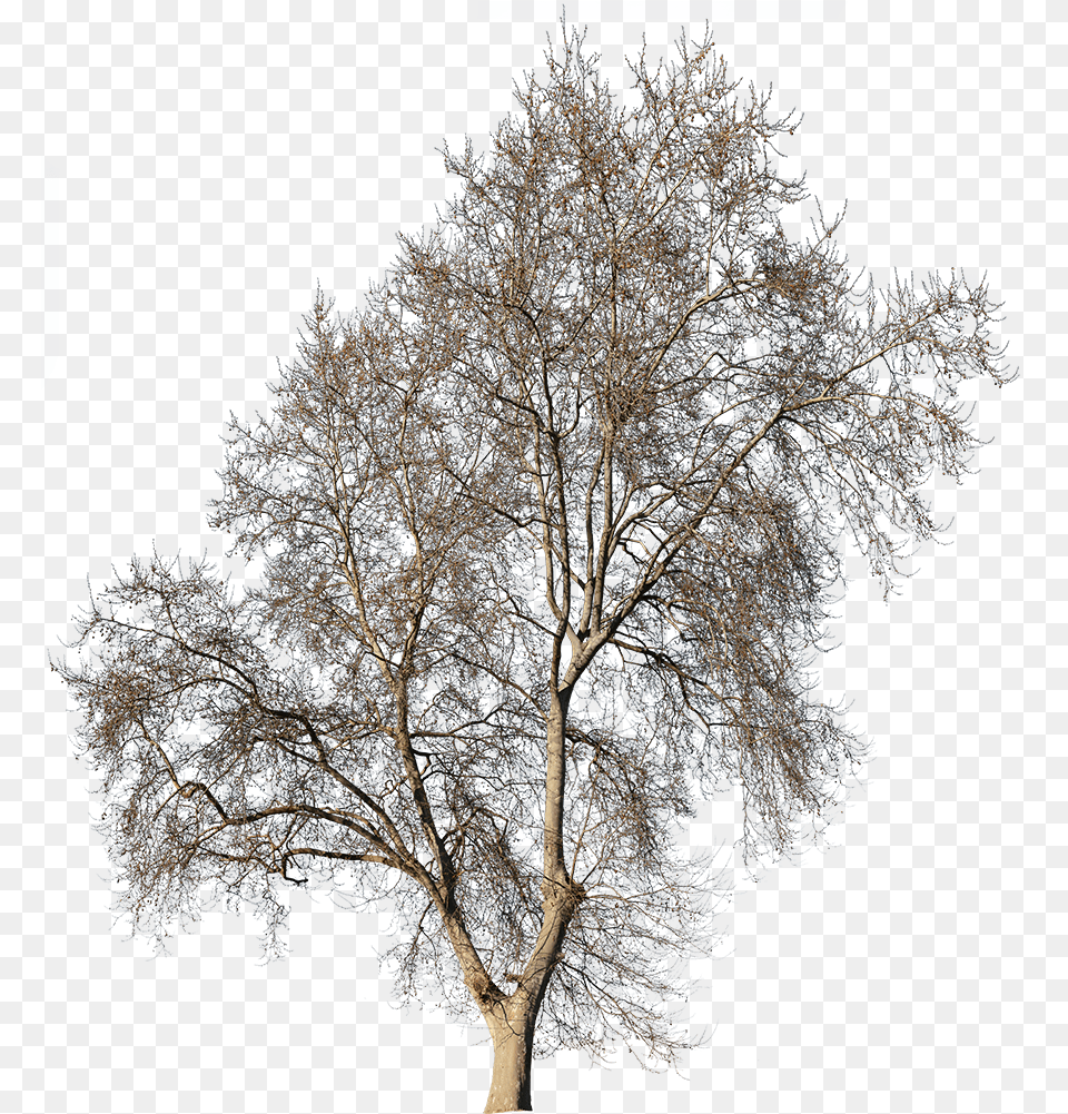 Platanus Occidentalis Winter Ii Trees For Photoshop Post Production, Plant, Tree, Sycamore, Oak Free Transparent Png