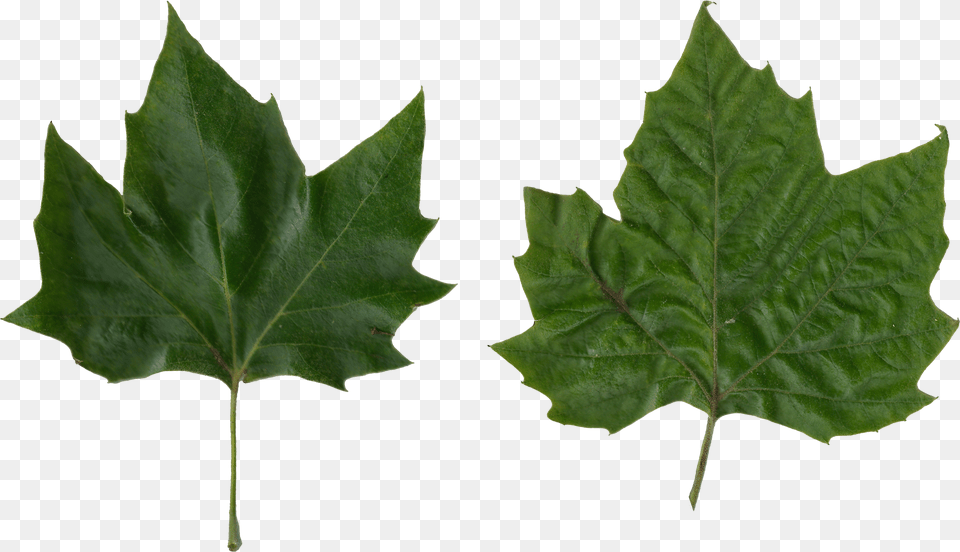 Platanus Scanned Leaves Plane Tree Leaf Free Png