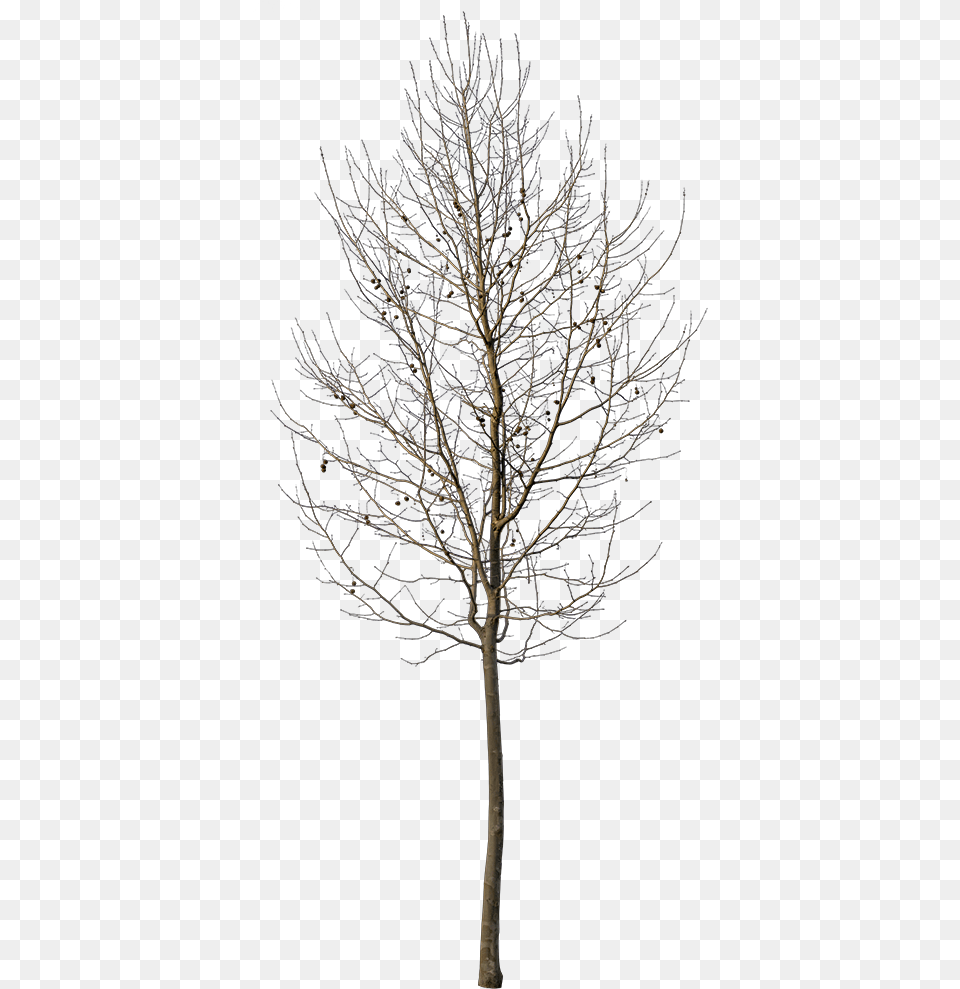 Platanus Small Winter Pond Pine, Plant, Tree, Tree Trunk, Nature Free Png Download