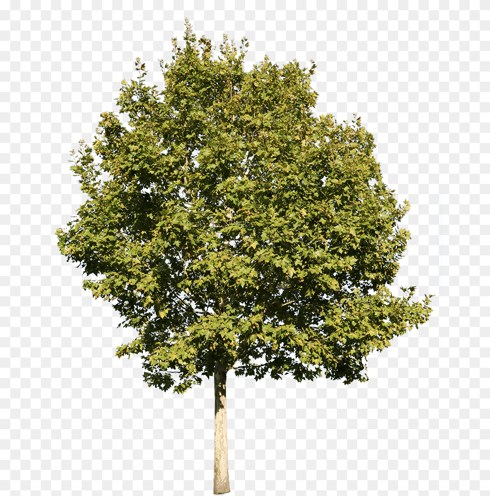 Platanus Tree Cut Out, Maple, Oak, Plant, Sycamore Free Png