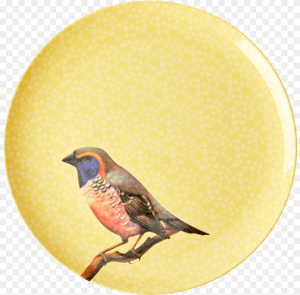 Plate, Animal, Bird, Finch, Partridge Free Png