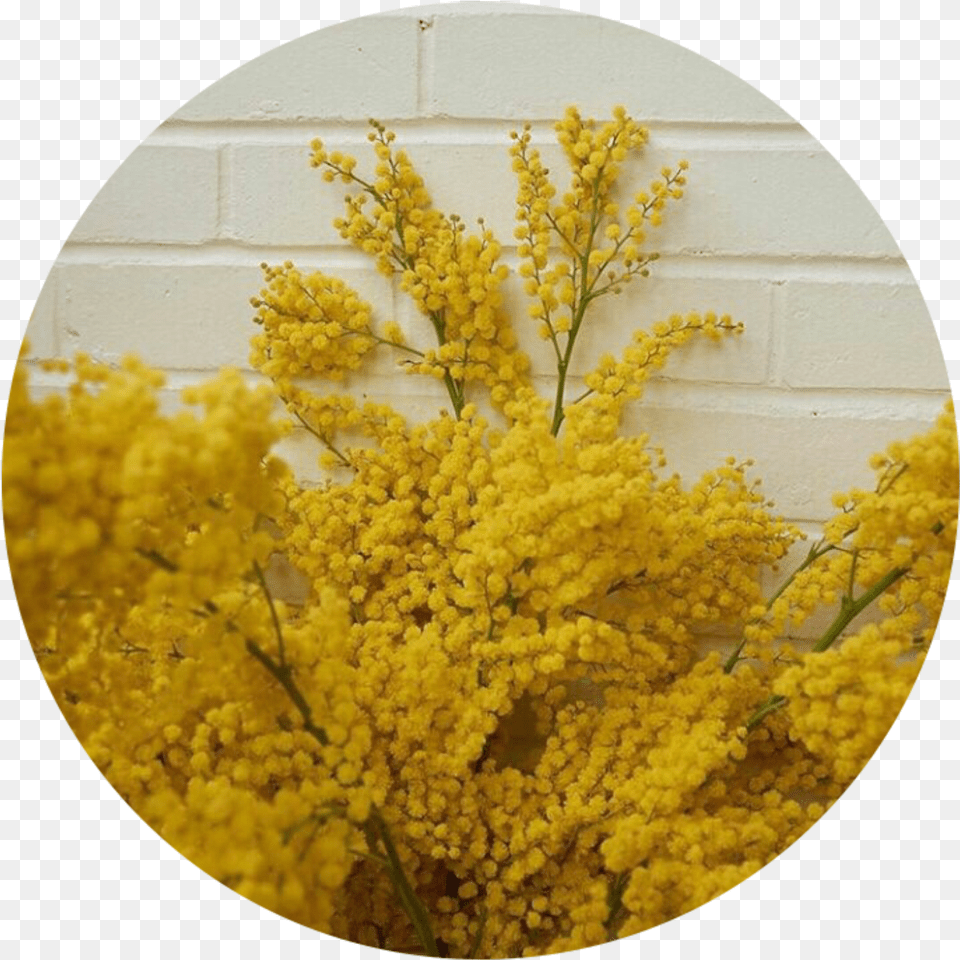 Plate, Flower, Photography, Plant, Mimosa Free Png