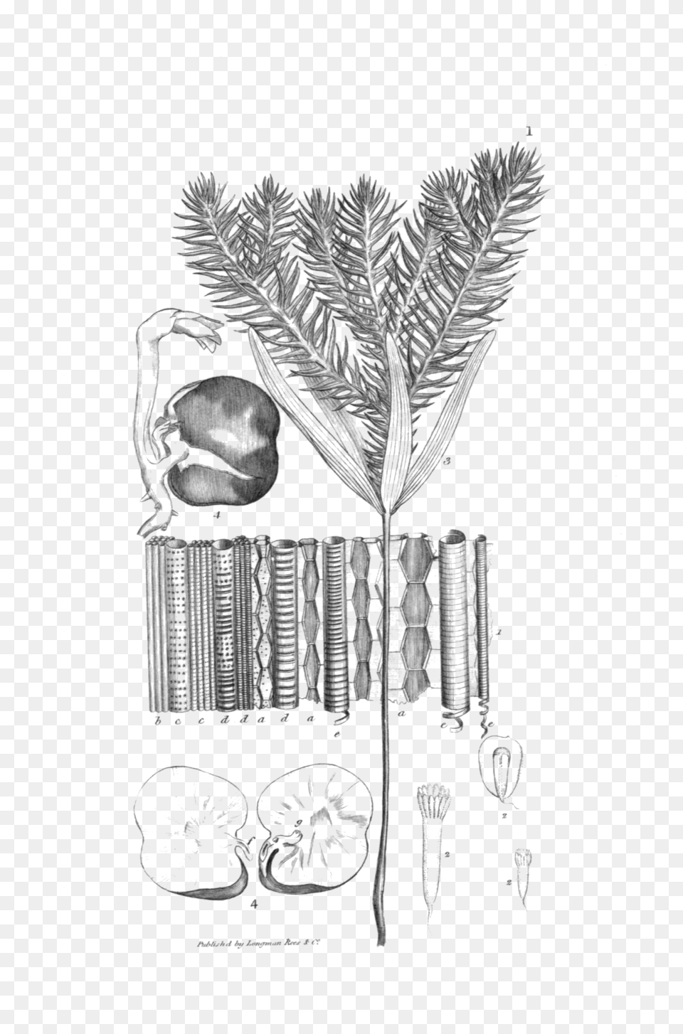Plate One, Plant, Art, Drawing, Machine Free Transparent Png