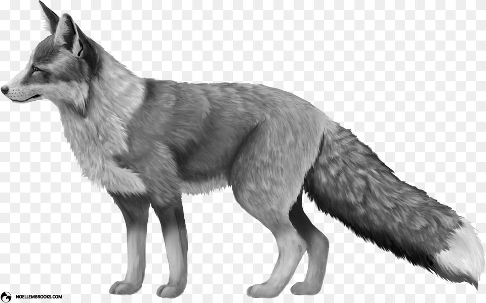 Platinum Colored Red Fox Red Fox, Animal, Bird, Mammal, Wildlife Png