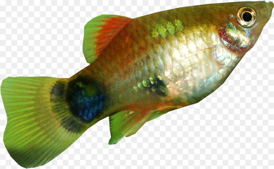 Platy Fish Transparent Background Fish Pictures With Transparent Background, Animal, Sea Life Free Png