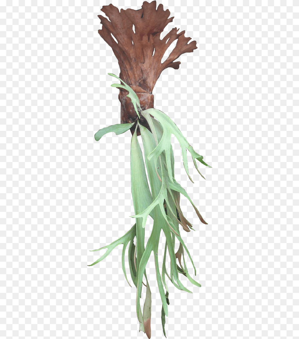 Platycerium Is A Genus Of About 18 Fern Species Native Staghorn Fern, Leaf, Plant Free Png