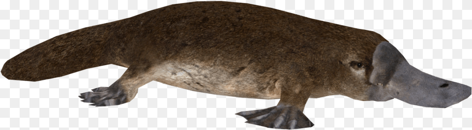 Platypus, Animal, Mammal, Fish, Sea Life Png