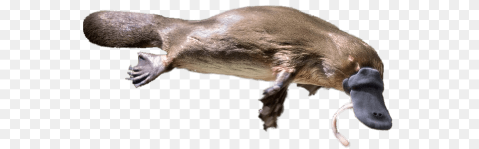 Platypus Eating A Worm, Animal, Mammal, Bear, Wildlife Png Image