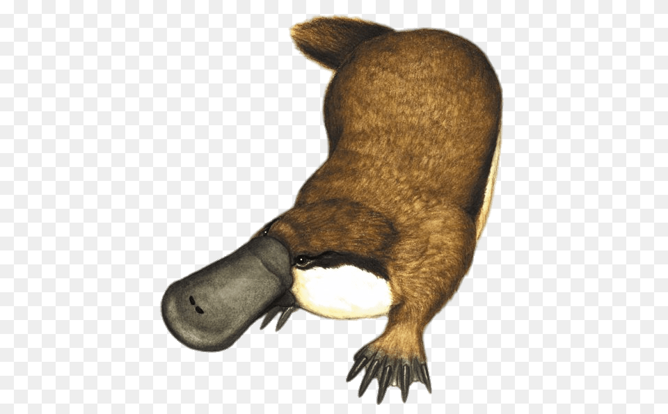 Platypus Illustration, Animal, Bear, Mammal, Wildlife Free Png