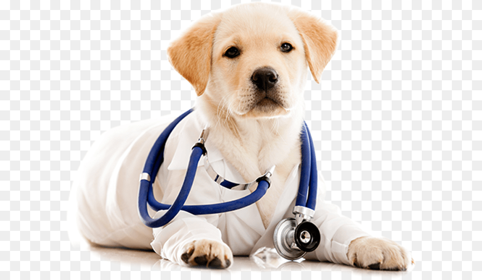 Play Pets Skin Doctor, Person, Animal, Canine, Dog Png