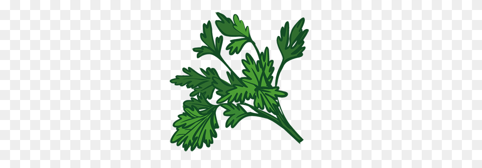 Play Seder Plate, Herbs, Parsley, Plant, Herbal Free Transparent Png